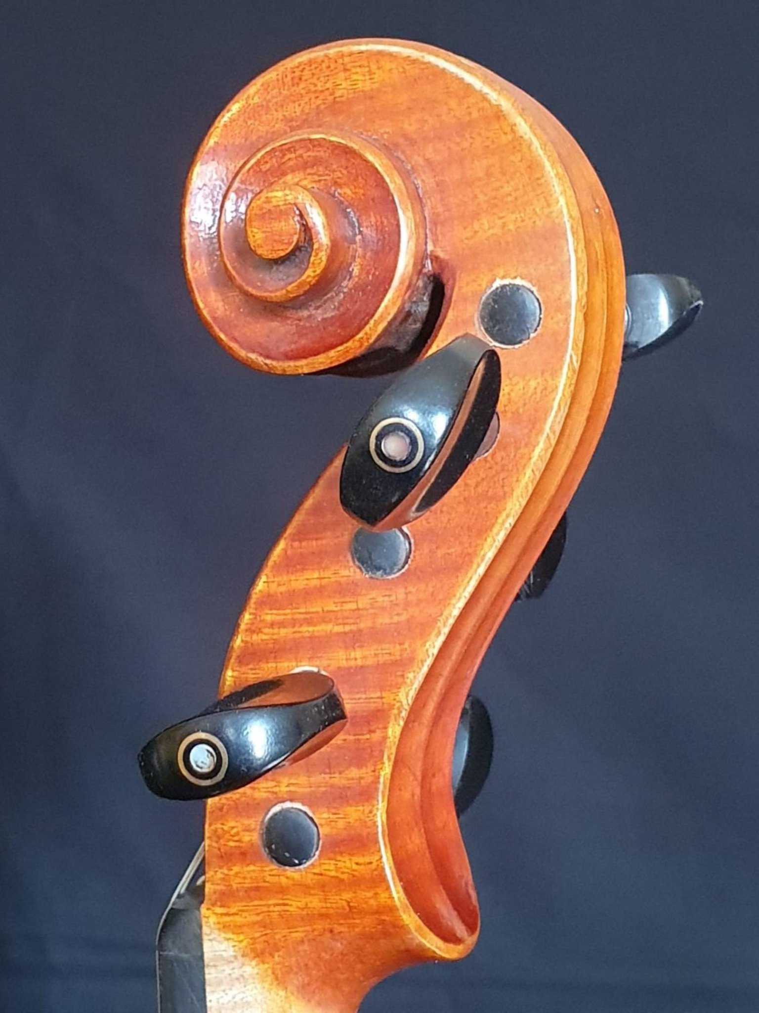 Violin 5String Guitar Gallery