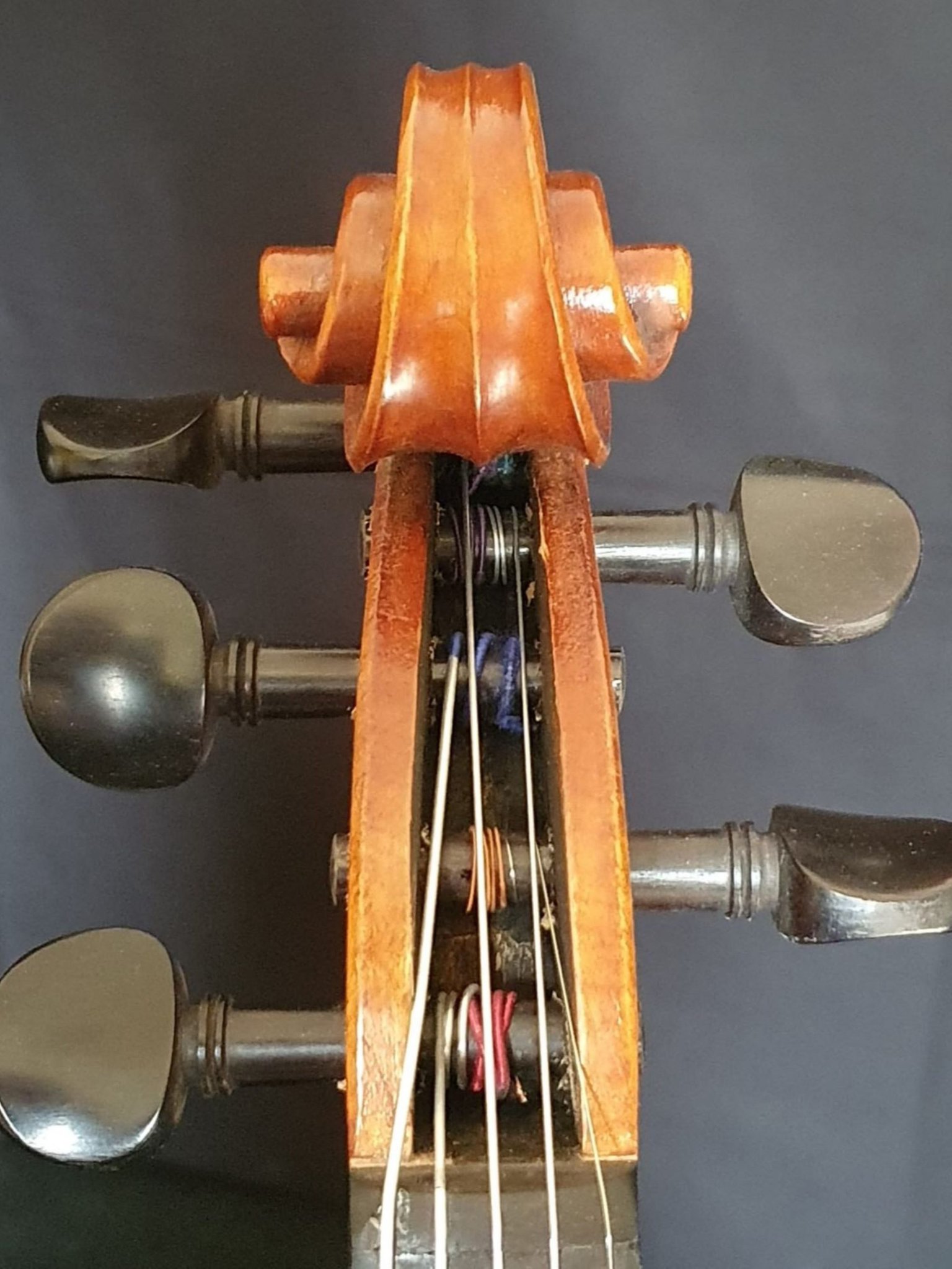 Violin 5String Guitar Gallery