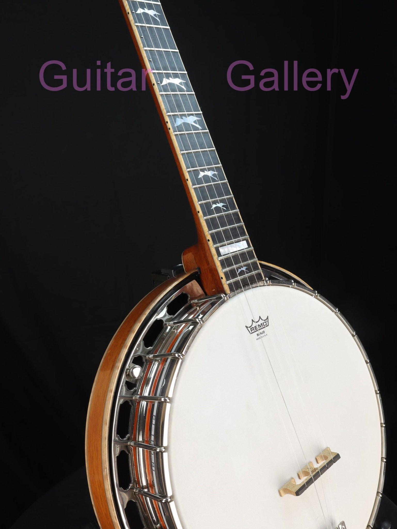 Wild Dog Bluegrass Banjo | Guitar Gallery |Music Shop MELB